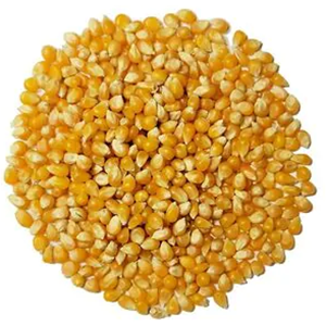 ذرة فيشار الضحي 500 جم